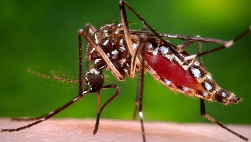 mosquito aedes